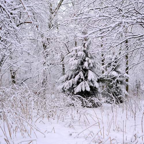 Photo #11688389