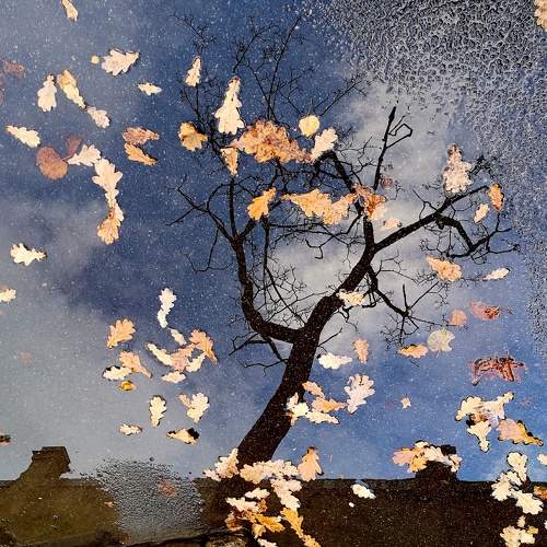 Photo #11688408