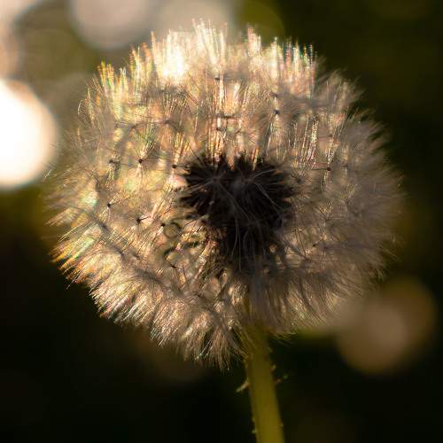 Photo #11688429