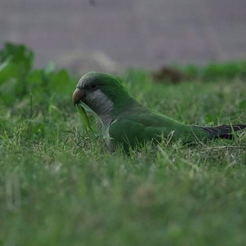 Photo #11689015