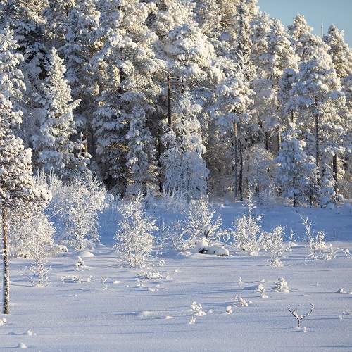 Снежный рисунок северной зимы