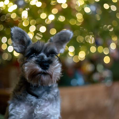 Photo #11689493