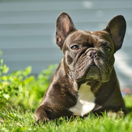 Photo #11690995