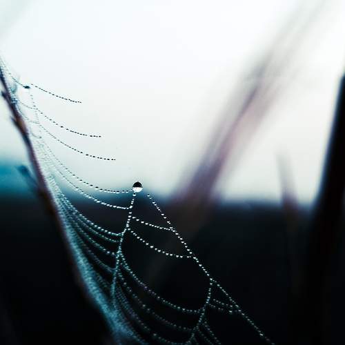 Dewdrop