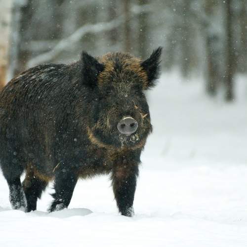 Photo #11691778