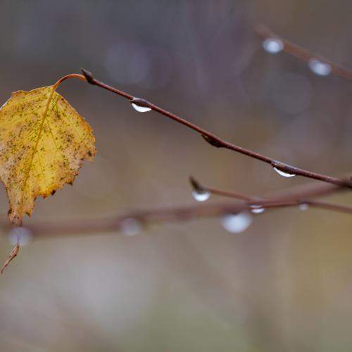 Photo #11692090