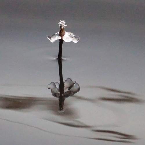 Photo #11693610
