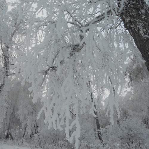 Photo #11693797