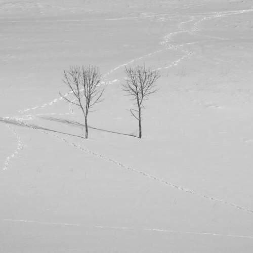 Two trees