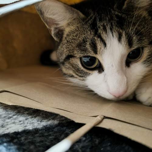 Kitty in a Bag