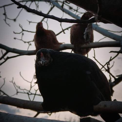Photo #11694887