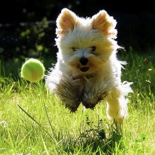 Photo #11696220