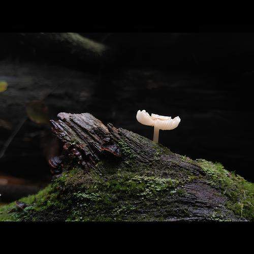 THE KING MUSHROOM