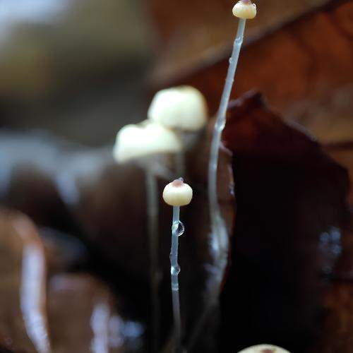 LITTLE DROPLET