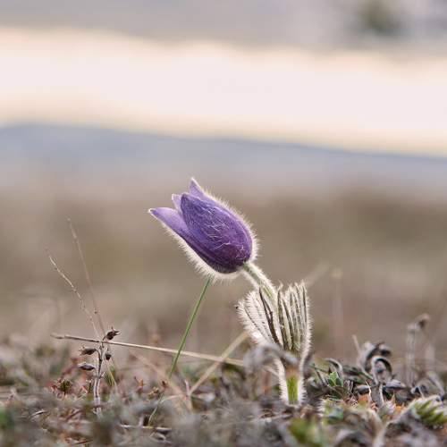 Photo #11698039