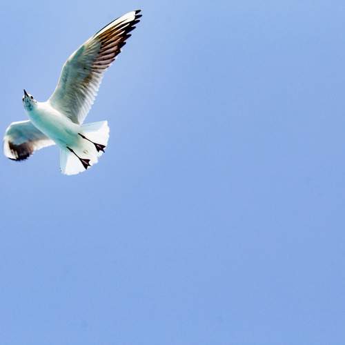 Photo #11698259