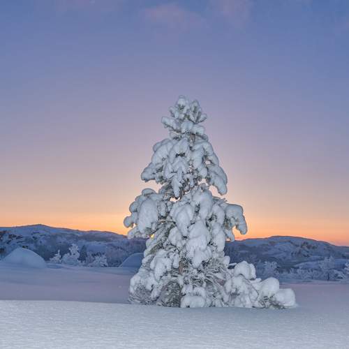 Photo #11698282