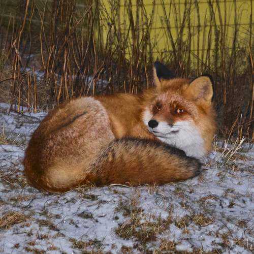 Photo #11698321