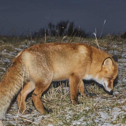 Photo #11698327
