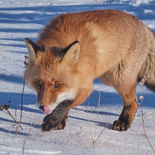 Photo #11698351