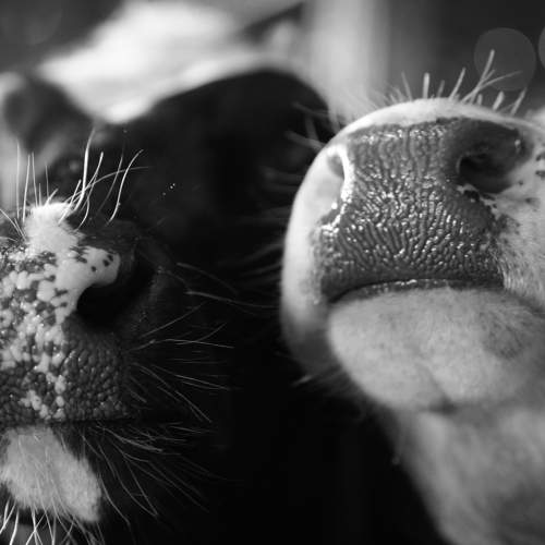 Photo #11698704