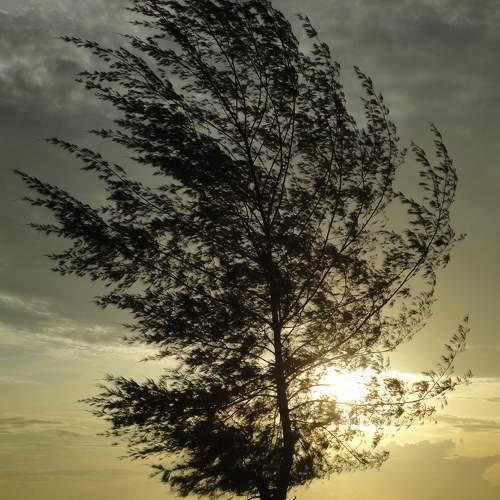 Shady trees bring noise.