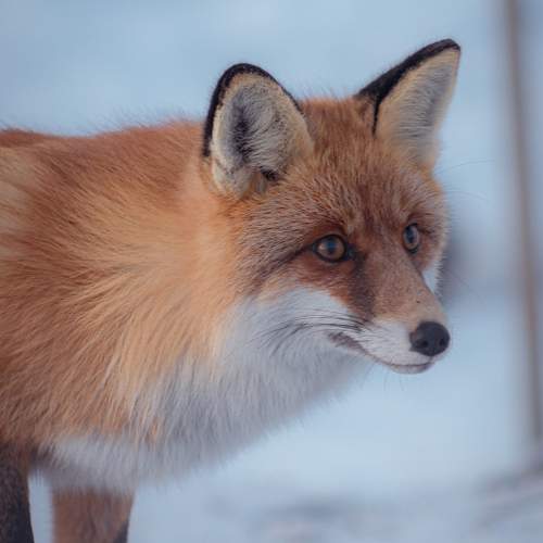 Photo #11699517