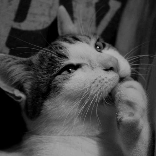 Photo #11699725