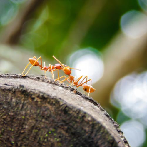 Ant Love