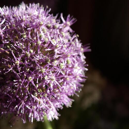 Photo #1172762