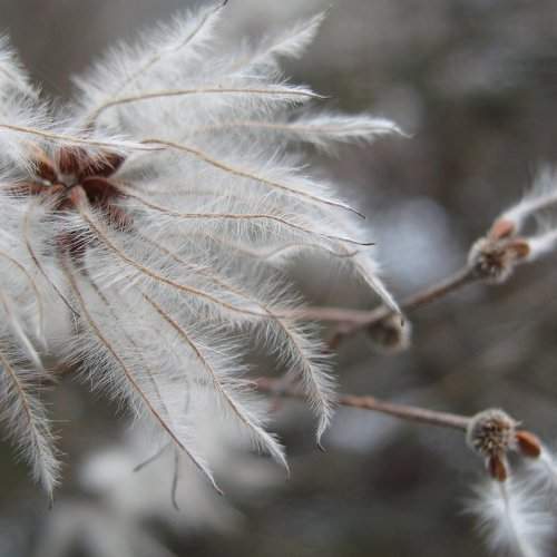 Delicate2