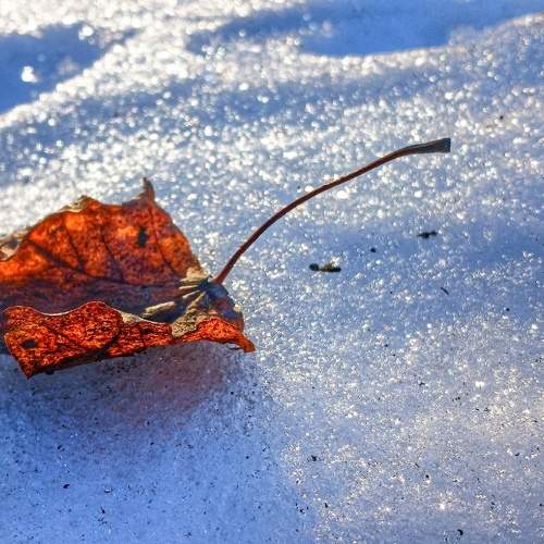 Photo #11700124