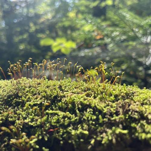 Photo #11700639
