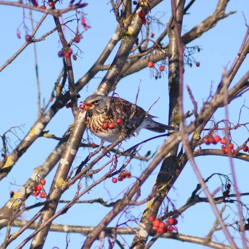 Photo #11700975