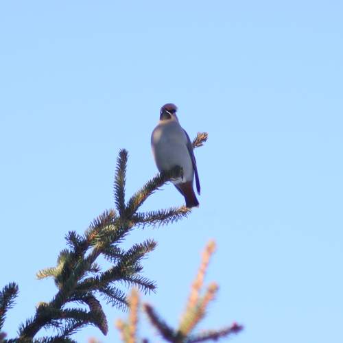 Photo #11700981