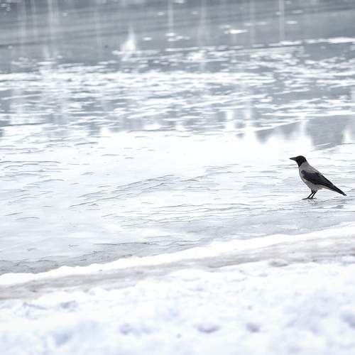 Photo #11701391