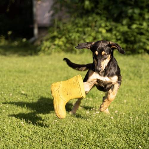 Photo #11701485