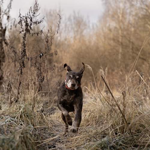 Photo #11701497