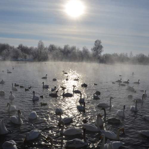 Photo #11701984