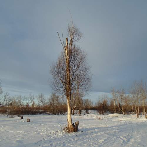 Photo #11702087