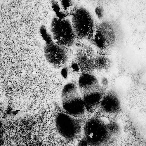 Photo #11702116