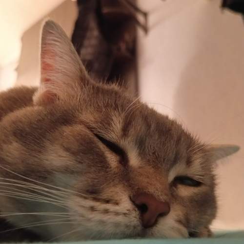 Photo #11702372