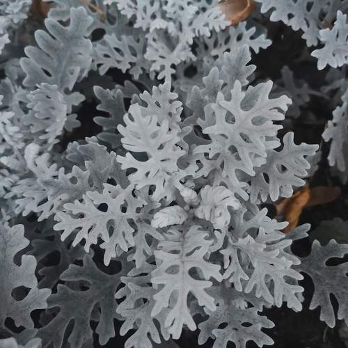 Photo #11702634
