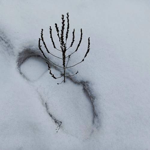 Photo #11703096