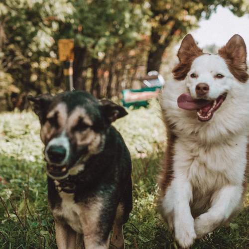 Photo #11703620