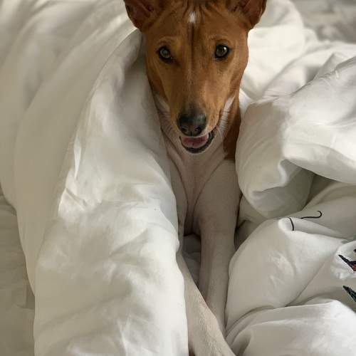 Photo #11703700
