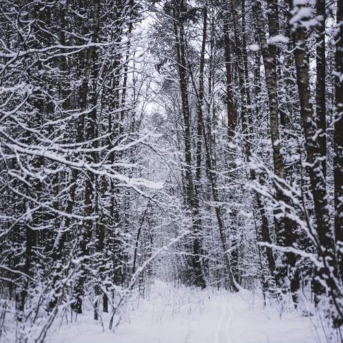 Photo #11704009