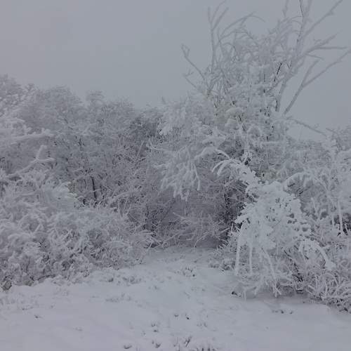 Photo #11704107