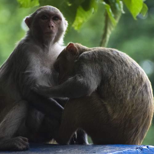 Mammal id:- Indochinese Rhesus macaque