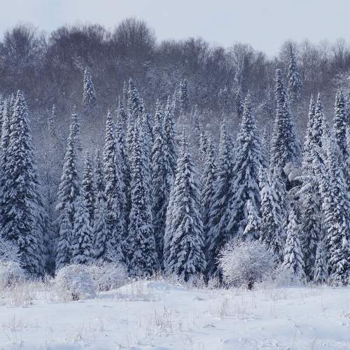 Photo #11704688